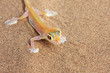 Palmato Gecko