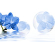 Foto: Aprilfrische blau Aprilfrische blau