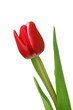 eine rote Tulpe