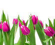 Tulpen auf einer Wiese
