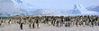 Colonie de manchots empereurs (Antarctique, Mer de Ross)