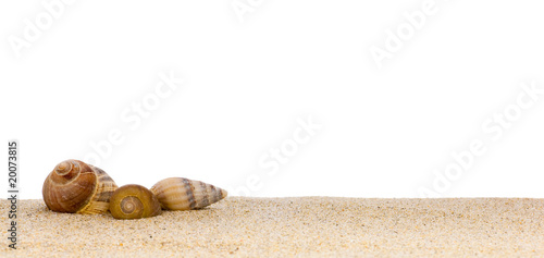 Photo: image de coquillages posés sur le sable à la plage image de coquillages posés sur le sable à la plage