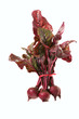 bunch of beets