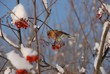un pinson en hiver