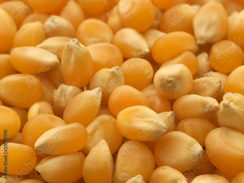Photo: Corn Corn