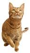 Ocicat jagd
