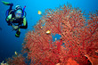 Scuba diver