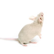 little fancy mouse little fancy mouse
