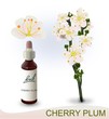 Cherry Plum