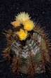 Kakteenblüte