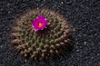 Kakteenblüte