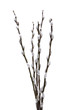 Palmkaetzchen