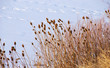 Teasels Reach Out Across a Frozen Lake