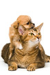 Puppy with a cat in studio