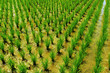 plantation de riz