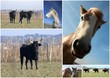 En camargue