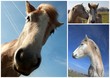 Des chevaux