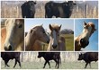 Photos camargue