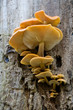 a nice fungi colony onto an old tree a nice fungi colony onto an old tree