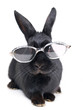 Hase mit Brille