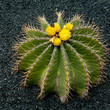 Kakteenblüte