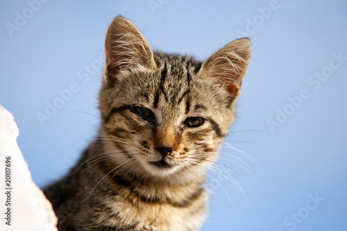 Chaton européen - petit chat malade Chaton européen - petit chat malade