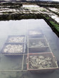 oysters