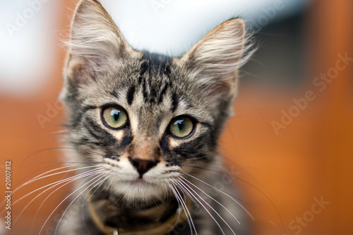 Chaton européen Chaton européen