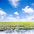 spring field