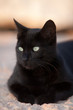 Chat noir