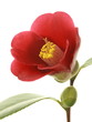 Camellia japonica 'Benitsukasa'