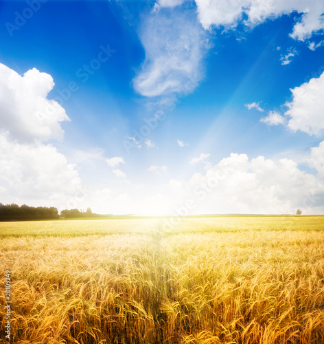 Photo: nature background nature background