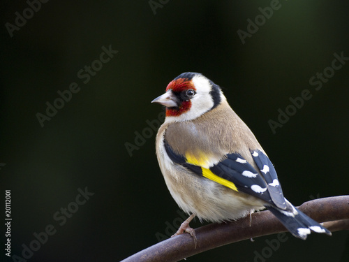 Chardonneret élégant (carduelis carduelis)