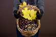 A woman holding a basket of conkers, acorns and autumn leaves