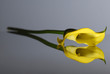 Calla_yellow reflection