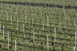 weinreben