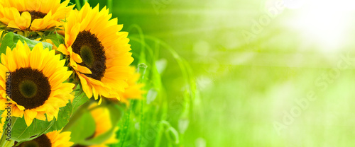 Fototapeta nature et énergie - fleurs de tournesols sur fond vert