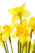 Narcissuses