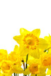 Yellow narcissuses