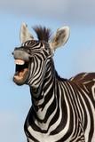 Laughing Zebra - Fine Art prints