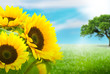 fleurs de tournesol dans un pré sur fond vert et bleu ciel