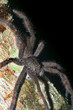 Araña  Cuenca del Río Napo  Amazonia  Ecuador
