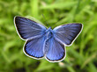 Blue butterfly Polyommatus icarus - Common Blue butterfly Blue butterfly Polyommatus icarus - Common Blue butterfly