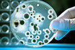 Gloved hand holding a Petri dish with bacteria Gloved hand holding a Petri dish with bacteria