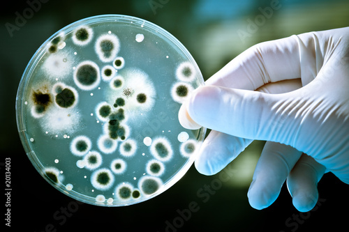 Photo: gloved hands with the laboratory tubes gloved hands with the laboratory tubes