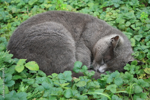 Photo: curled grey cat curled grey cat