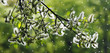 Frühling - Pollen
