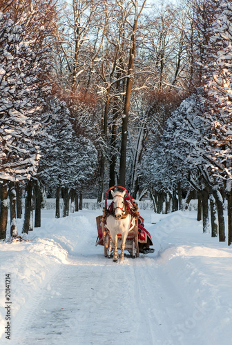 Photo: Winter holiday-walk in carriage with white horse Winter holiday-walk in carriage with white horse