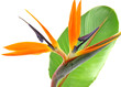 tige feuille strelitzia, oiseau paradis fond blanc tige feuille strelitzia, oiseau paradis fond blanc