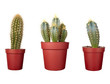 cactus house plant vegetation nature flora